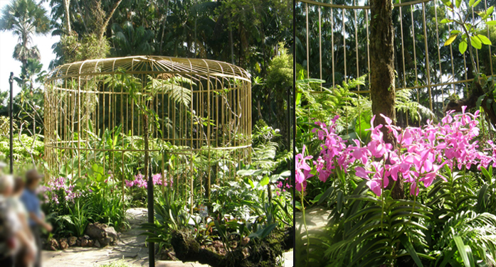 シンガポール国立蘭園【The National Orchid Garden】☆-シンガポール